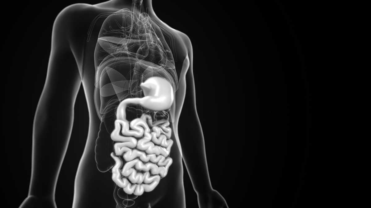 The stomach is a muscular, hollow organ in the gastrointestinal tract of humans and many other animals, including several invertebrates. The stomach has a dilated structure and functions as a vital digestive organ. In