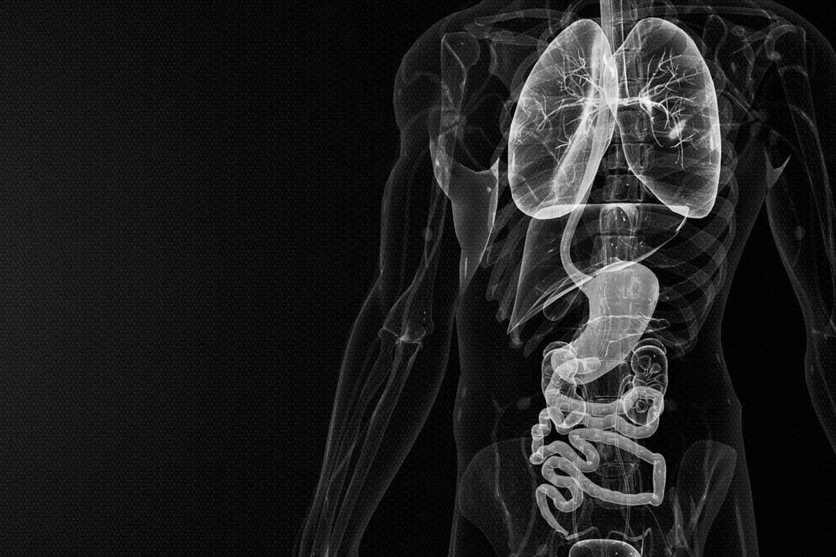 Anatomy Human Digestive System For Medical Concept,highlighted stomach